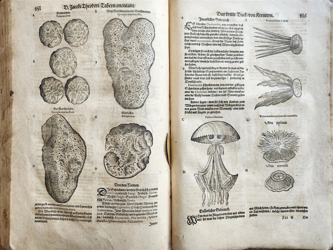 1588 HERBAL BOOK in GERMAN antique ILLUSTRATED Tabernaemontanus: Tabernaemontanus, J.T. (Neuw Kreuterbuch, Mit schönen, kunstlichen und leblichen Figuren unnd Conterfeyten, aller Gewächss der Kreuter. Frankfurt: Nicolaus Bassaeus; 1588-1591 First edition