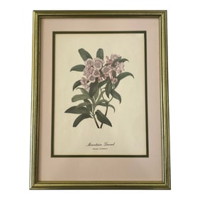 Vintage Mary Vaux Wolcott American Wildflowers Framed Print