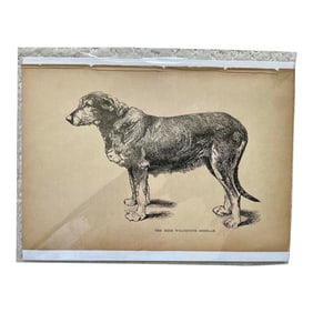 1950s Vintage Print of Irish Wolfhound