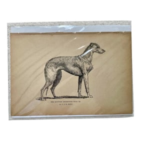 1950s Vintage Print of Scottish Deerhound
