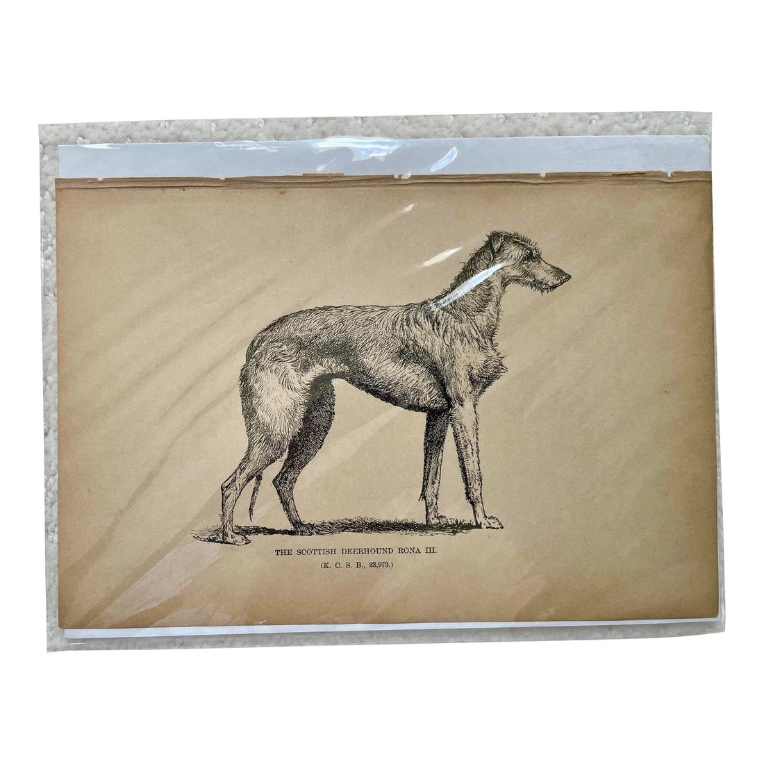 1950s Vintage Print of Scottish Deerhound: Charming vintage print of Scottish Deerhound. Condition: Alterations: Original Condition Unaltered Imperfections: Some Imperfections Condition Notes: Good vintage condition. Dimensions: Height: 8.5 in