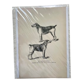 1950s Vintage Print of Terrier
