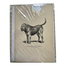1950s Vintage Print of Bloodhound