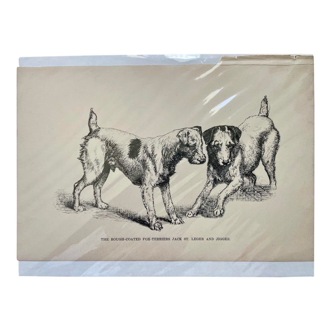 1950s Vintage Print of Fox Terriers: Charming print of Fox-Terriers. Condition: Alterations: Original Condition Unaltered Imperfections: Some Imperfections Condition Notes: Good vintage condition. Dimensions: Height: 8.5 in. Width: 5.5 i