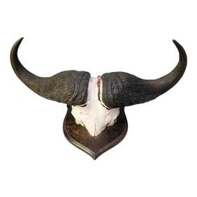 Vintage African Cape Buffalo Cranium and Horn Mounted Trophy