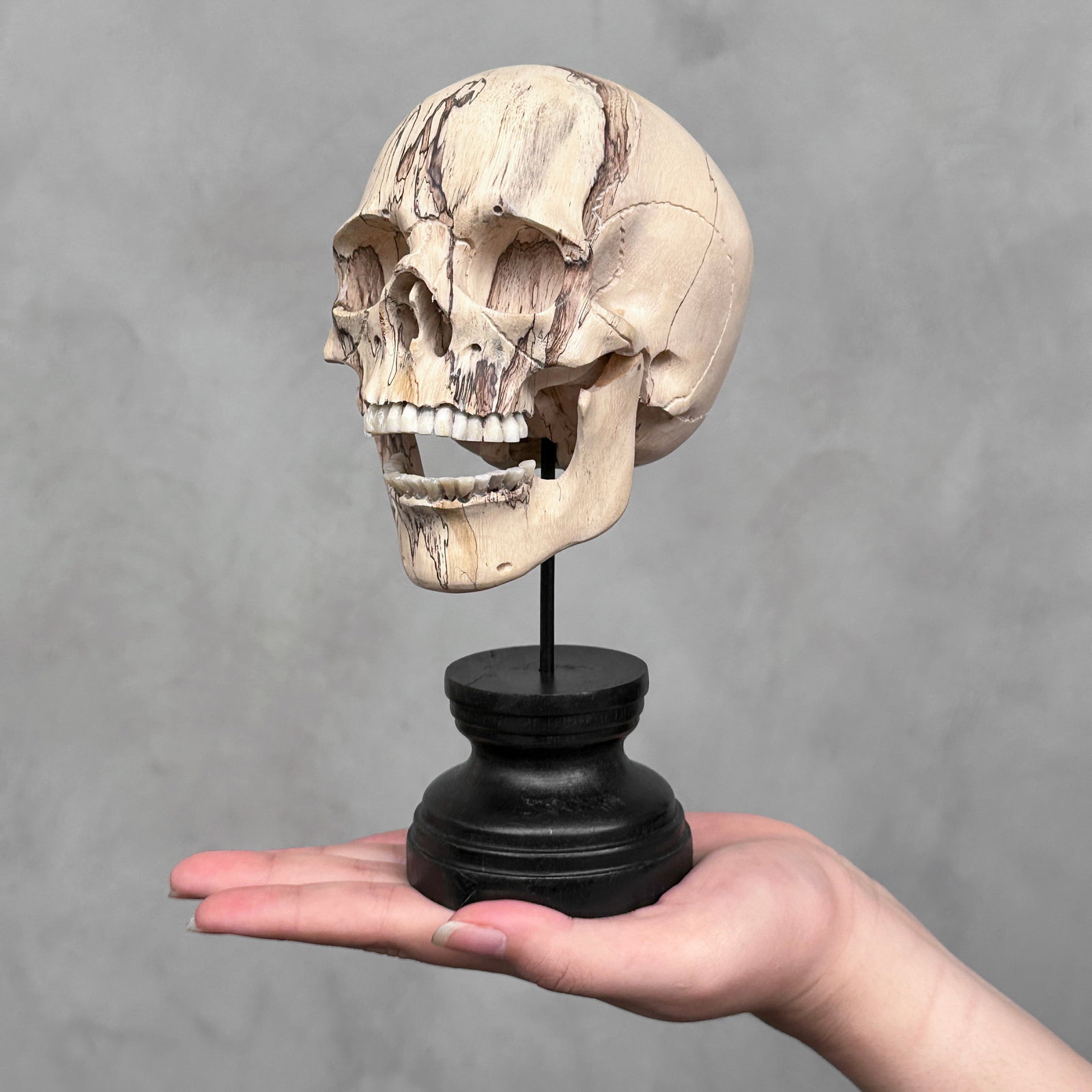 Human skull on a custom stand - Tamarind wood: Title: Human skull on a custom stand - Tamarind wood Maker:Unknown Origin: Indonesia Date/Period:2025 Materials:Tamarind Wood, Steel, Wood Dimensions:Height incl. stand: 21 cm / 8.2 inches Width: 8 cm