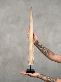 Large swordfish tusk with stand