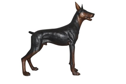 Doberman Dog Bronze Statue – Size: 36″L x 9″W x 38″H.
