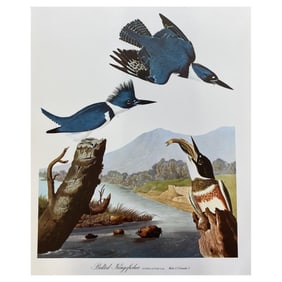 Large Classical Bird Color Print after John James Audubon, Belted Kingfisher, 20th Century