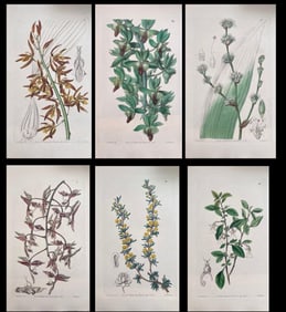 Set of Six Fine Antique British Hand Coloured Botanical Prints, circa 1900's, Early Mid 19th Century