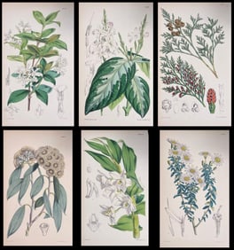 Set of Six Fine Antique British Hand Coloured Botanical Prints, circa 1900's, Early Mid 19th Century