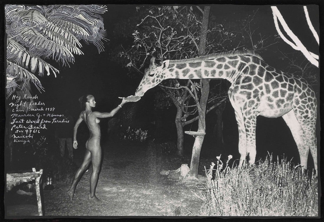 PETER BEARD NIGHT FEEDER PRINT: Peter Beard Night Feeder Print mounted to board measuring at 13x19 inches Reserve: $60.00 Shipping: Domestic: Flat-rate of $35.00 to anywhere within the contiguous U.S. International: Foreign shipping