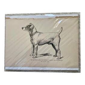 1950s Vintage Print of Fox-Terrier