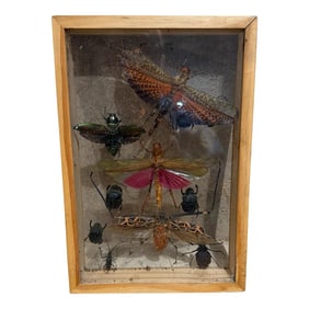 Taxidermy Butterfly Flying Insects Collection of Multiple Species (10)