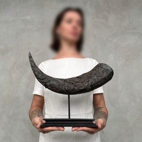 Finely Engraved large horn of a water buffalo - Japanese koi motif