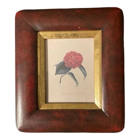 Antique Wall Art Engraving of a Pink Camellia by Johann Jakob Jung