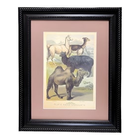 1950s "Ungulates 39" Natural Sciences Lithograph by Georges Cuvier, Framed