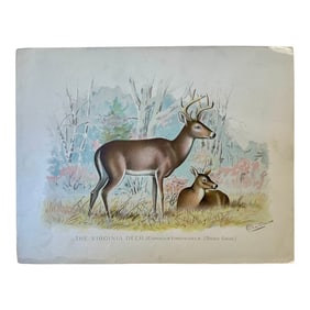 1901 Virginia Deer, Unframed