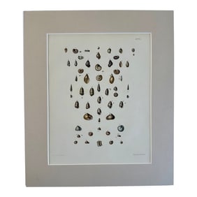 Winkle & Turban Shells, 19th Century Print (Unframed)