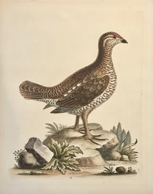 Brown Spotted Heathcock by George Edwards, 1740