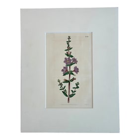 Antique Winged Loosestrife Botanical Engraving by Curtis, 1816
