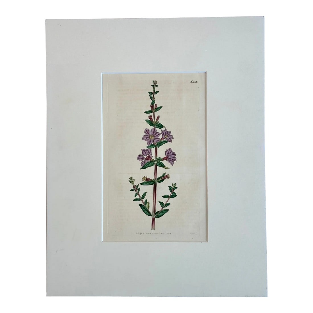 Antique Winged Loosestrife Botanical Engraving by Curtis, 1816 (1 of 4)