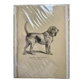 1950s Vintage Print of Beagle