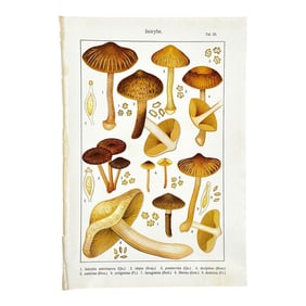 Original Antique 19th C Hand Colored Lithograph Mushrooms Fungi Inocybe Species by Carl Gustav Jablo
