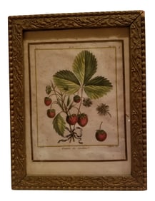 18th Century Strawberry Print