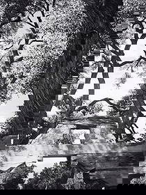 ANSEL ADAMS - Gate, Nambe Road, New Mexico, 1972: Title: ANSEL ADAMS - Gate, Nambe Road, New Mexico, 1972 Description: Artist: ANSEL ADAMS Print Title: Gate, Nambe Road, New Mexico, 1972 Medium: Photolithograph Printed 1981 in the US Image Size: appr