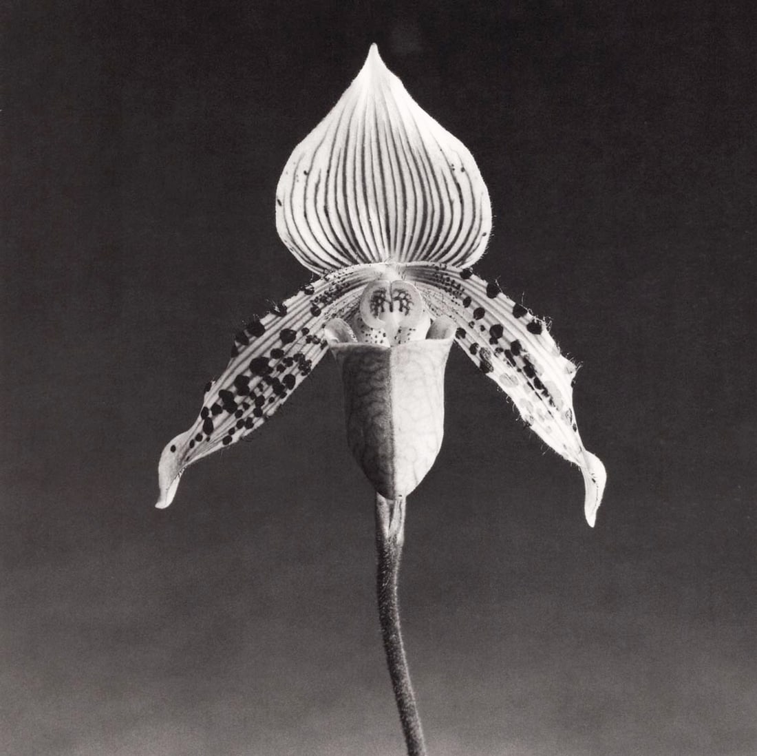 MAPPLETHORPE - Orchid, 1986 (1 of 1)