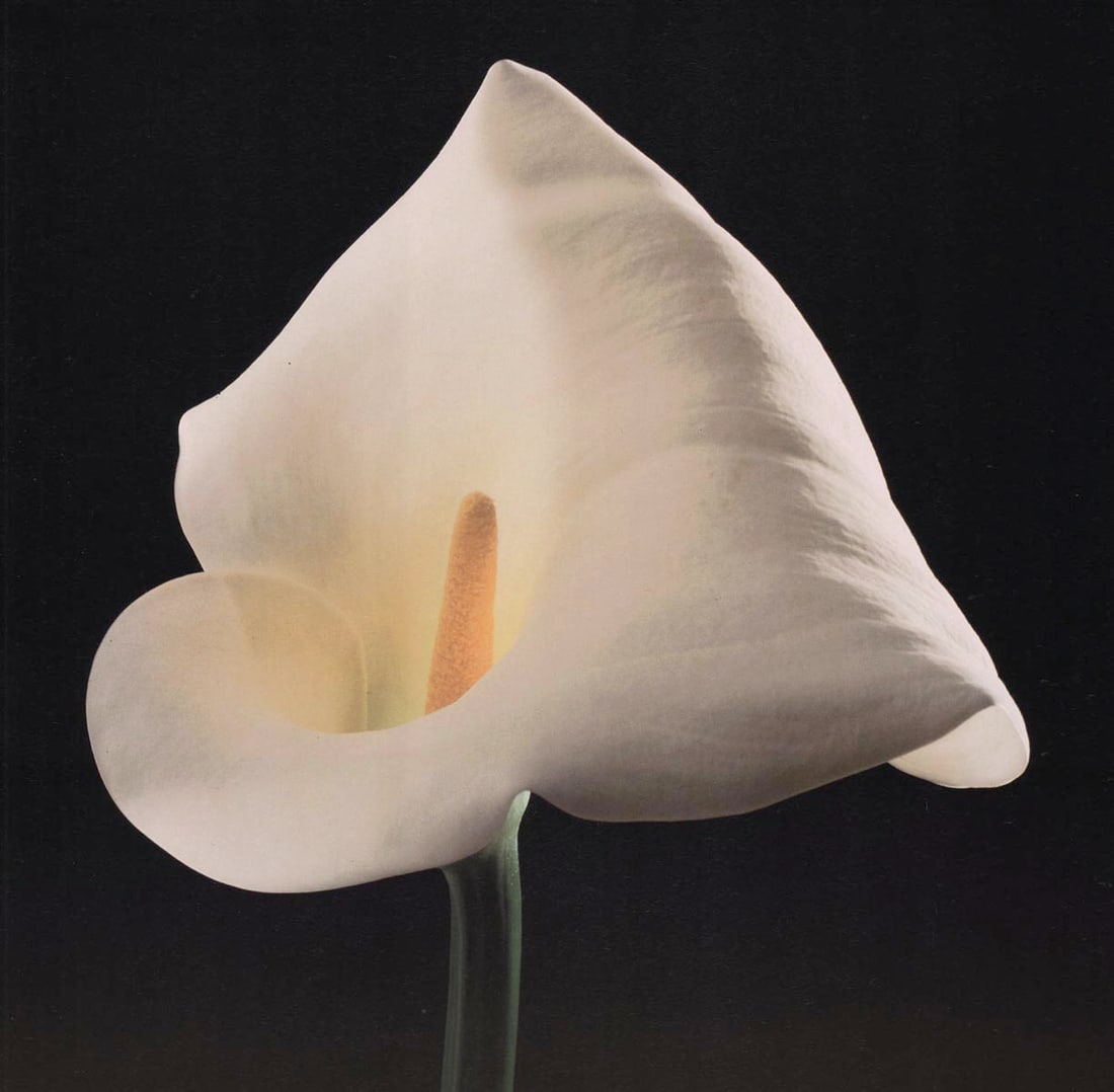 MAPPLETHORPE - Calla Lily, 1988 (1 of 1)