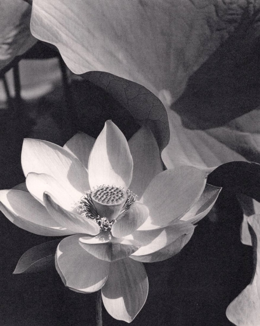 EDWARD STEICHEN - Lotus, Mt. Kisco, NY, 1915 (1 of 1)