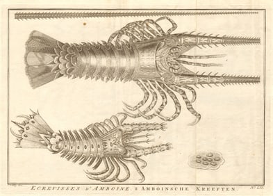 LIV - Ecrevisses d'Amboine. Indonesia. Crayfish of Ambon. Maluku. SCHLEY 1763