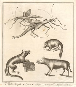 Babirusa. White-striped Dorcopsis. Toupe. Locusts. Indonesia. SCHLEY 1763