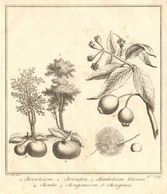 Tropical fruit. Kokum Brinda Jambul Java plum Indian sour cherry. SCHLEY 1763