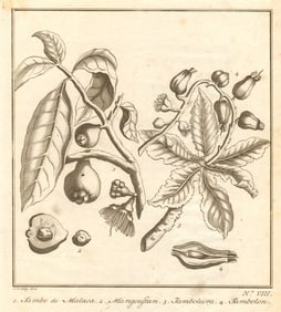 Tropical fruit. Malay rose apple. Jambolan. Java/black plum jamun. SCHLEY 1763