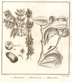 Tropical fruit. Areca palm or Betel nut tree. Bilimbi tree & fruit. SCHLEY 1763