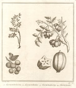 Tropical fruit. Carambola Star Carandas plum Bengal currant karanda SCHLEY 1763