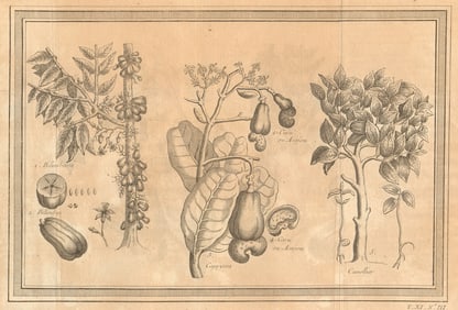 Bilimbi tree. Bilimbi fruit. Cashew Tree. Cashew. Cinammon Tree 1753 old print