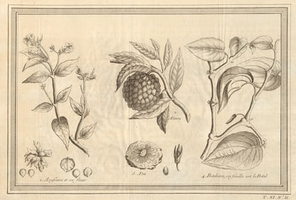 Asafreira. Sugar apple, sweetsop or custard apple. Areca palm or Betel 1753