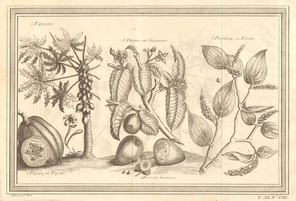Tropical fruit. Papaya tree. Papaya. Guava tree. Guava. Pepper tree 1753 print