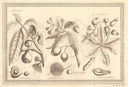 Tropical fruit. Malay rose apple. Jambul. Jambolan. Java/black plum/Jamun 1753