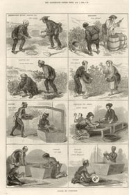 Japanese Tea Cultivation. Sowing seed plant picking leaves Sifting Rubbing 1874