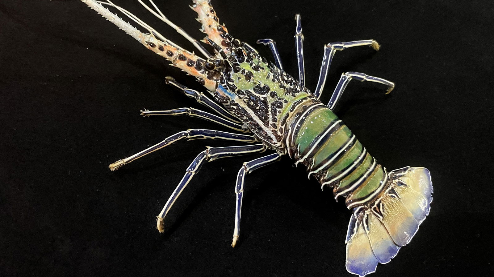 Repainted Pet-sized Green Lobster Taxidermy Panulirus versicolor: Title: Repainted Pet-sized Green Lobster Taxidermy Panulirus versicolor Description:Our crustacean taxidermies are preserved by experienced taxidermists, all meat and organs are 99% cleared with membr