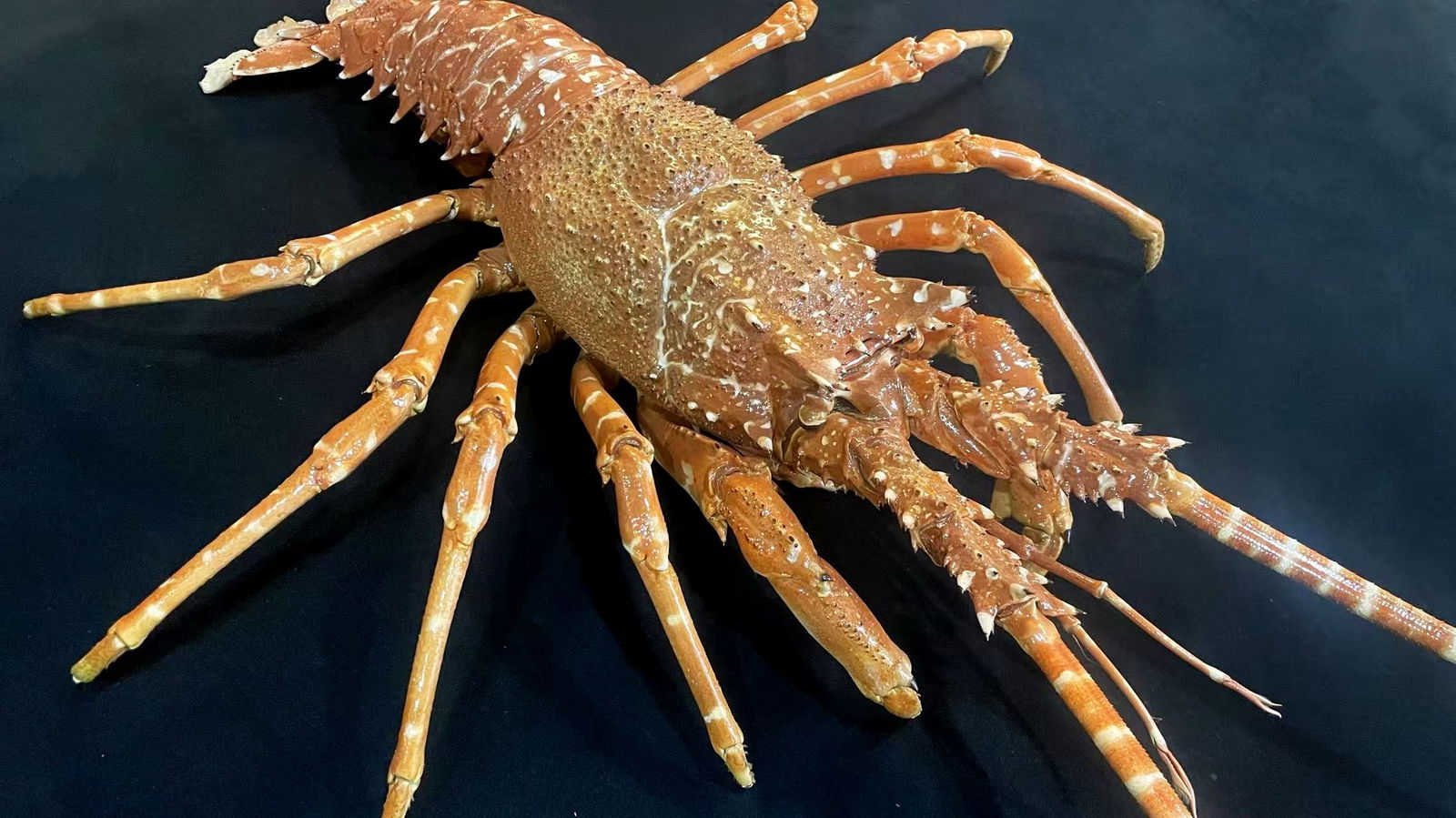 Very Big Size Repainted Rose Lobster Taxidermy Panulirus homarus: Title: Very Big Size Repainted Rose Lobster Taxidermy Panulirus homarus Description:Our crustacean taxidermies are preserved by experienced taxidermists, all meat and organs are 99% cleared with membr