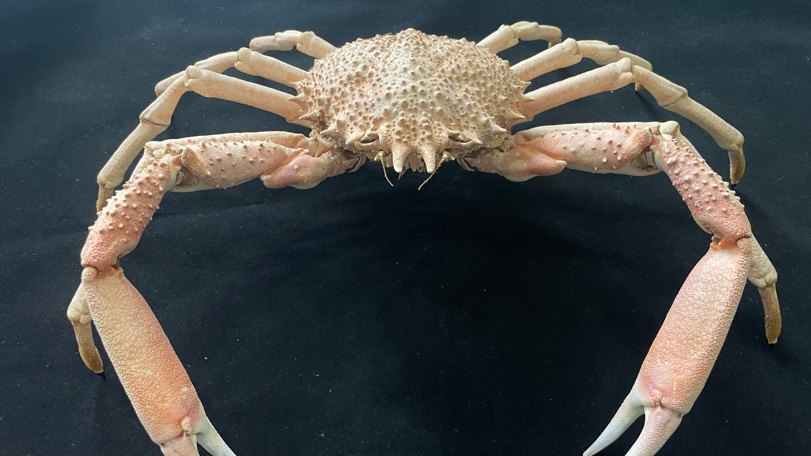Large European Spider Crab Maja squinado: Title: Large European Spider Crab Maja squinado Description:Our crustacean taxidermies are preserved by experienced taxidermists, all meat and organs are 99% cleared with membranes and bone structure