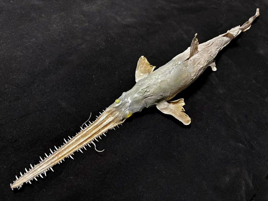 Japanese Saw Shark Taxidermy Pristiophoridae: Title: Japanese Saw Shark Taxidermy Pristiophoridae Description:Our crustacean taxidermies are preserved by experienced taxidermists, all meat and organs are 99% cleared with membranes and bone struct