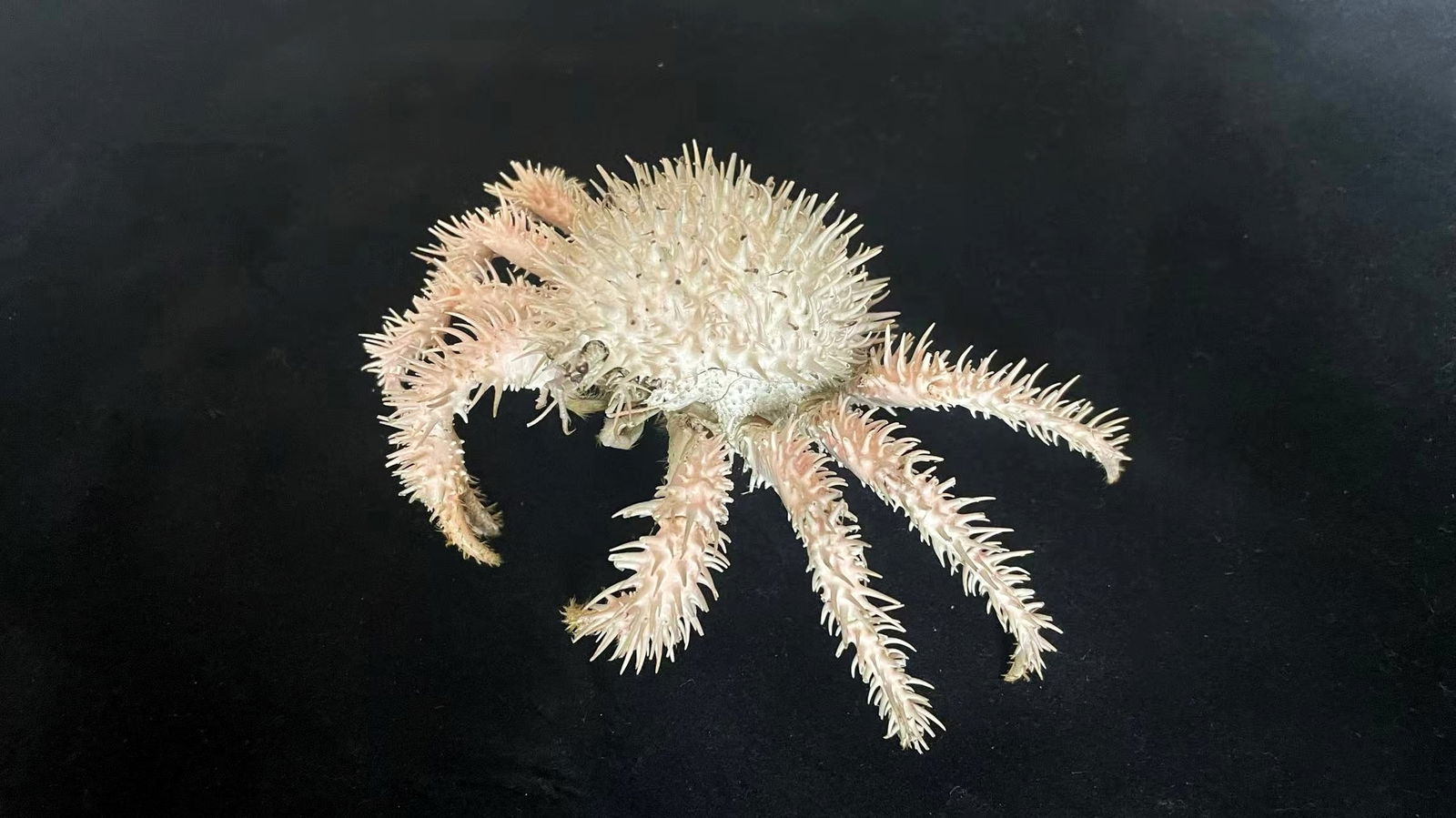 Japanese Spiny King Crab Taxidermy Paralomis hystrix: Title: Japanese Spiny King Crab Taxidermy Paralomis hystrix Description:Our crustacean taxidermies are preserved by experienced taxidermists, all meat and organs are 99% cleared with membranes and bon