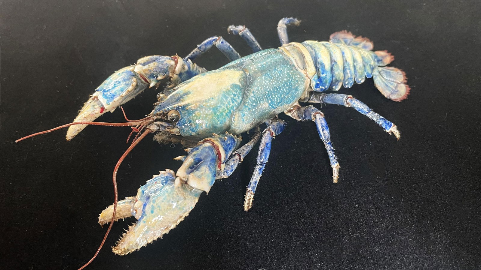 Rarely Found Euastacus sulcatus Lamington Crayfish Taxidermy: Title: Rarely Found Euastacus sulcatus Lamington Crayfish Taxidermy Description:Our crustacean taxidermies are preserved by experienced taxidermists, all meat and organs are 99% cleared with membranes